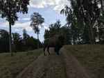 IMG_3297